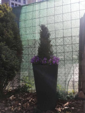 Uredjenje-dvorista i terasa saksijski aranzman cvece i simsir (15)