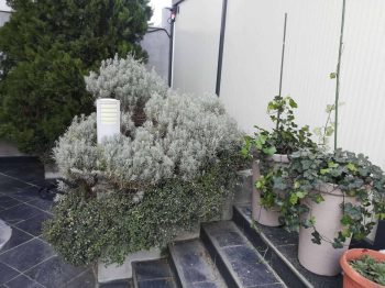 Uredjenje-dvorista ukrasne biljke lavanda i brsljen (20)